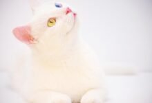 betting odds summary overview