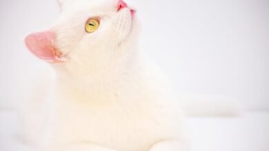 betting odds summary overview