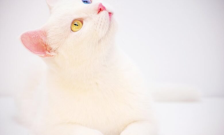 betting odds summary overview