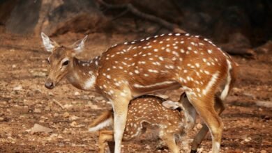 neural axis digital summit