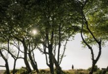 public lookup safety update