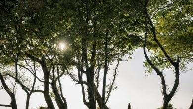 public lookup safety update